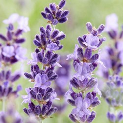Sampon si balsam, 2 in 1, pentru uz hotelier - Botanika Lavanda, 40 ml Sampon si balsam, 2 in 1, pentru uz hotelier - Botanika Lavanda, 40 ml