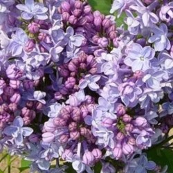 SANO balsam de rufe cu parfum de iliac, 4L SANO balsam de rufe cu parfum de iliac, 4L