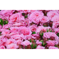 MIGEI Manual -detergent universal pentru pardoseala cu parfum de trandafir, Asevi, 5L