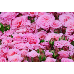 MIGEI Manual -detergent universal pentru pardoseala cu parfum de trandafir, Asevi, 5L MIGEI Manual -detergent universal pentru pardoseala cu parfum de trandafir, Asevi, 5L