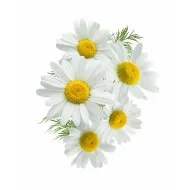 Hartie igienica, in 3 straturi, 10 role/pachet, SANO PAPER TOILET OPTIMA 