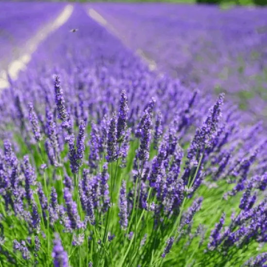 MIGEI Manual -detergent universal pentru pardoseala cu parfum de lavanda, Asevi, 5L MIGEI Manual -detergent universal pentru pardoseala cu parfum de lavanda, Asevi, 5L