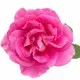 Keff Gel de dus Rose&Kukui Oil 500 ml Keff Gel de dus Rose&Kukui Oil 500 ml